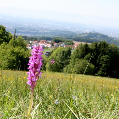 Bild 1 zu Orchideenwanderung am 16. Mai 2021 um 13:00 Uhr, Ortsplatz Lichtenberg (Lichtenberg)